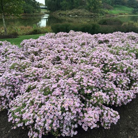 midwest groundcovers